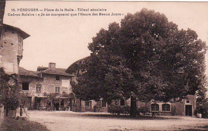 Tilleul séculaire Place de la Halle à Pérouges dans la Dombes