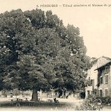 6_Tilleul_maison_st_georges