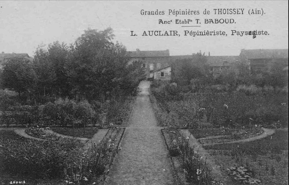 Pepinieres_Auclair