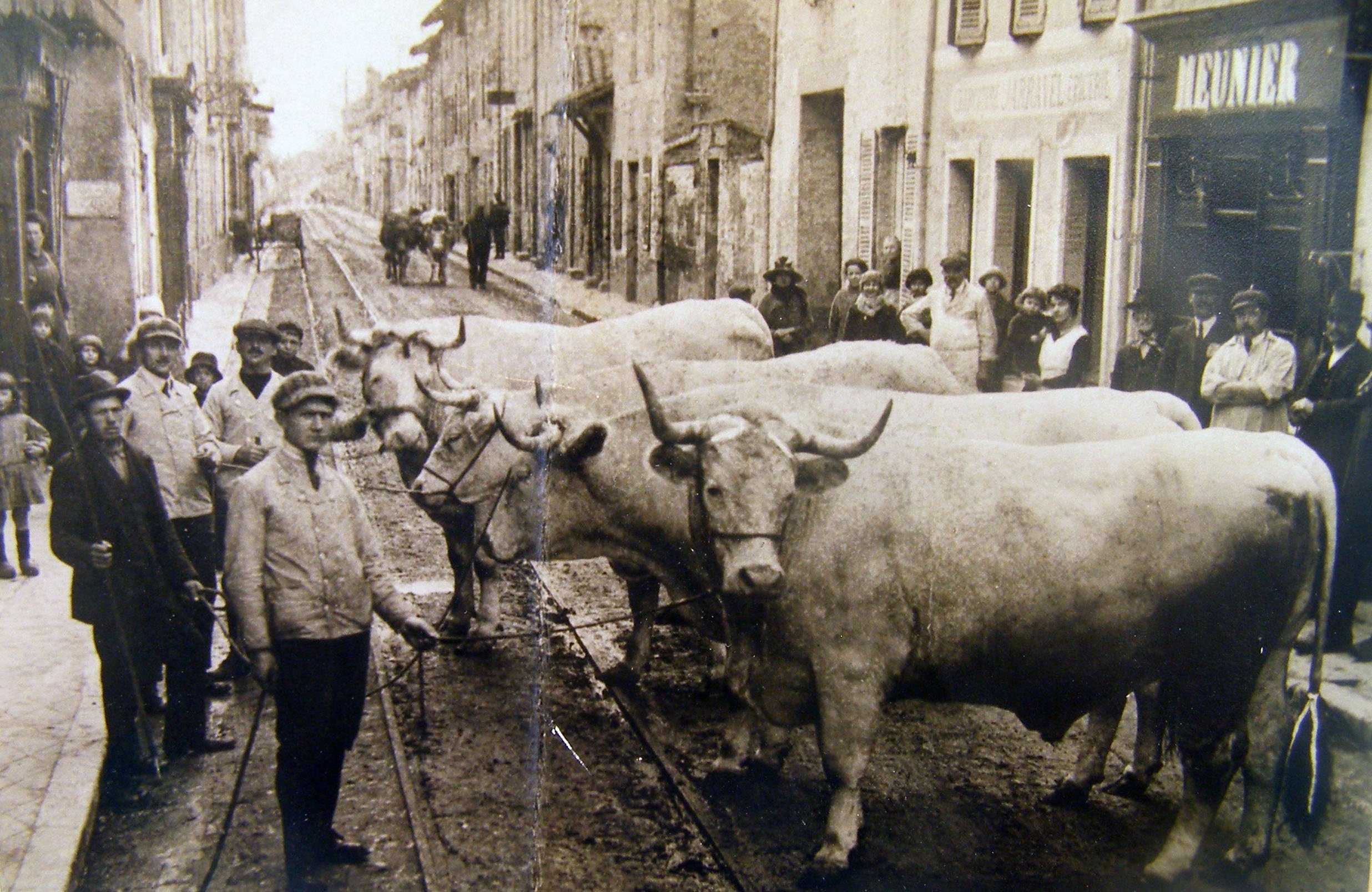 Boeufs dans la grande rue de Thoissey dans la Dombes